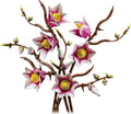 Magnolia Branches