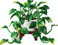 Hanging Golden Pothos