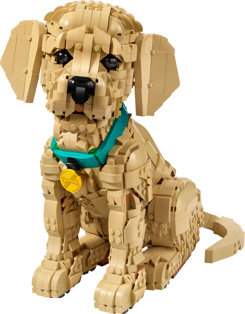 Golden Retriever Puppy